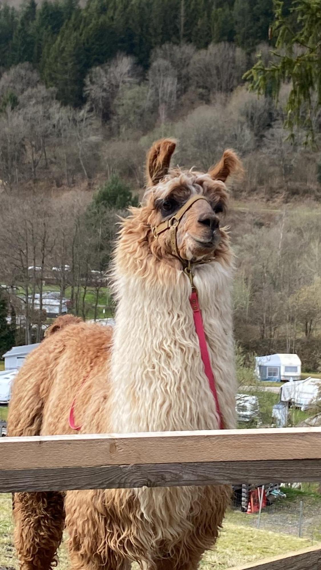 Appartamento Hueftgold Schlafen & Wohnen Monschau Esterno foto